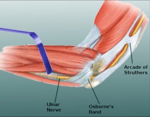 osbornes ligament anatomy ulna nerve