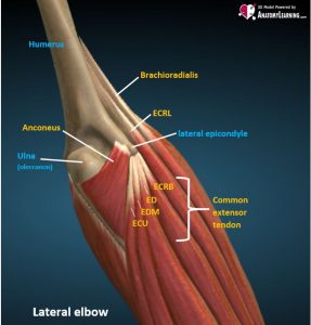 lateral elbow CET anatomy AL