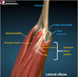 medial elbow CFT anatomy AL